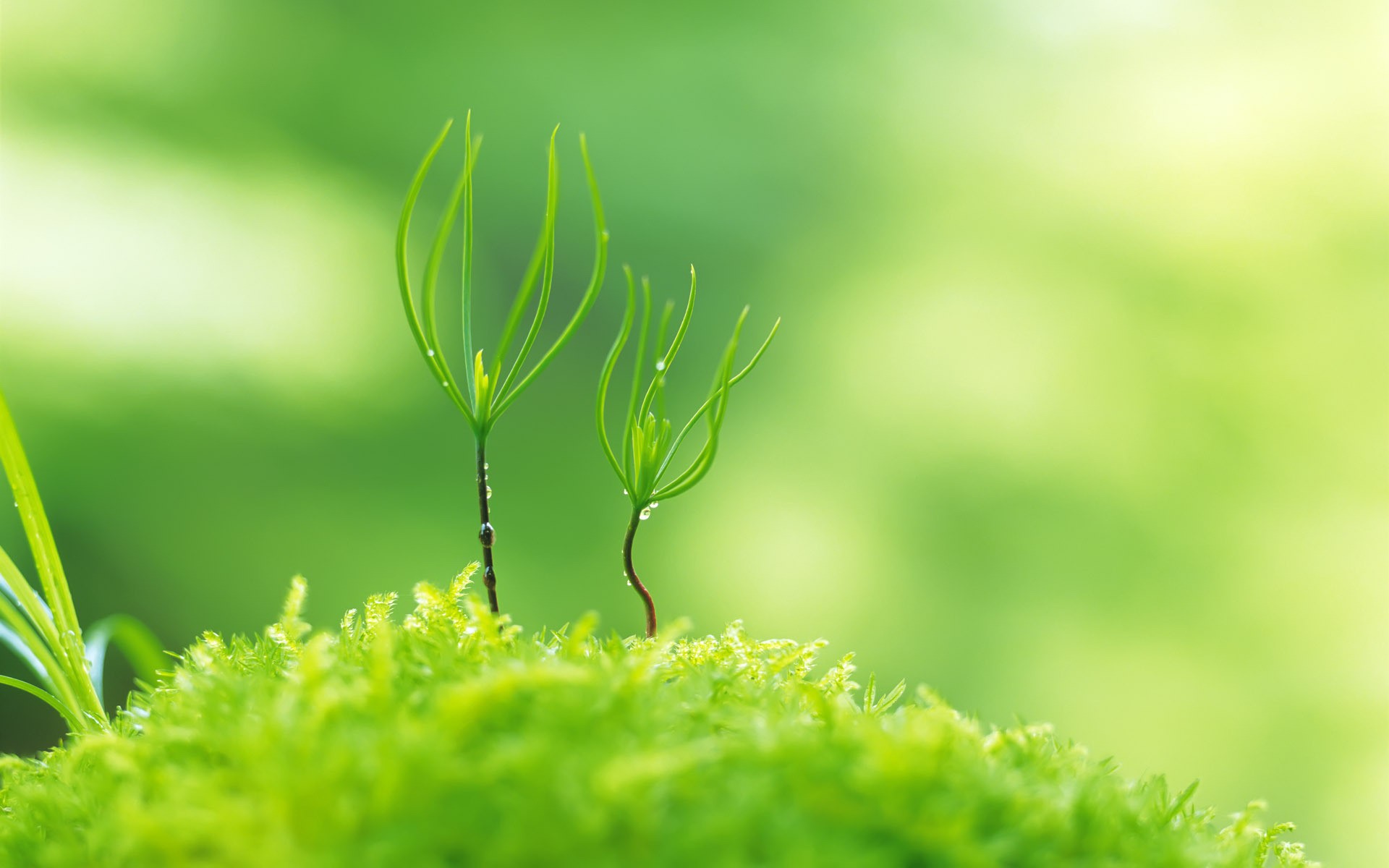 Amazing Green Plant Macro Wallpaper Background